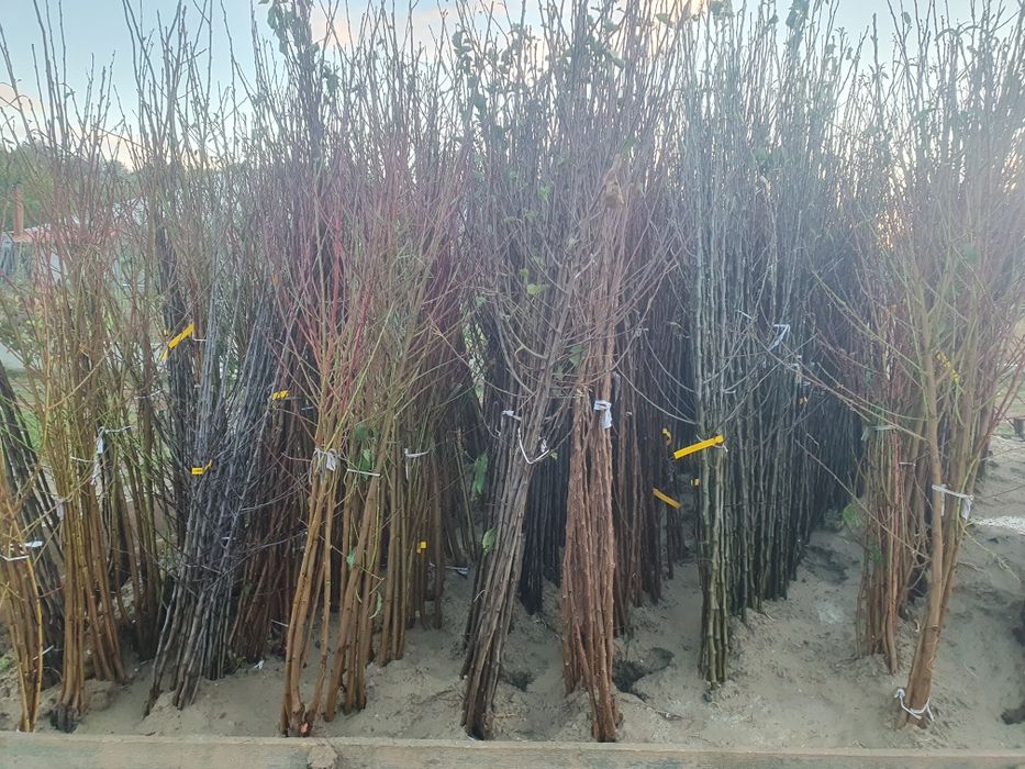 Pomi fructiferi altoiti