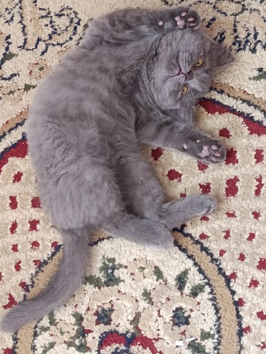 Котёнок породы британская