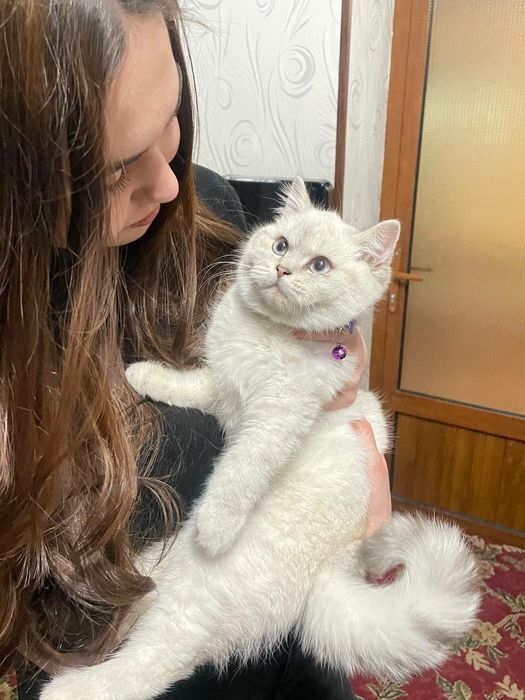 Britanski 2yosh vyazkaga