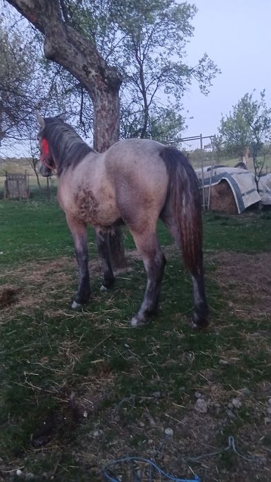 Mânză de 1 an de vânzare