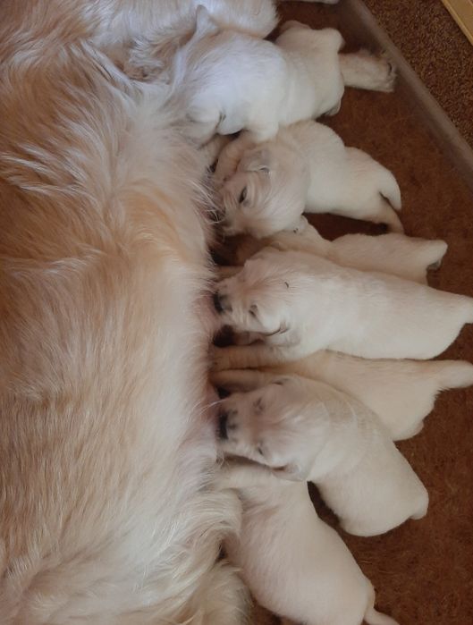 Золотистый Ретривер на вязку.