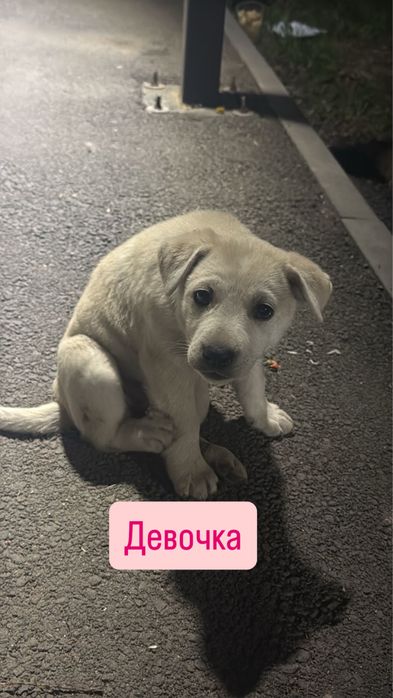 Одам щенков в добрые руки