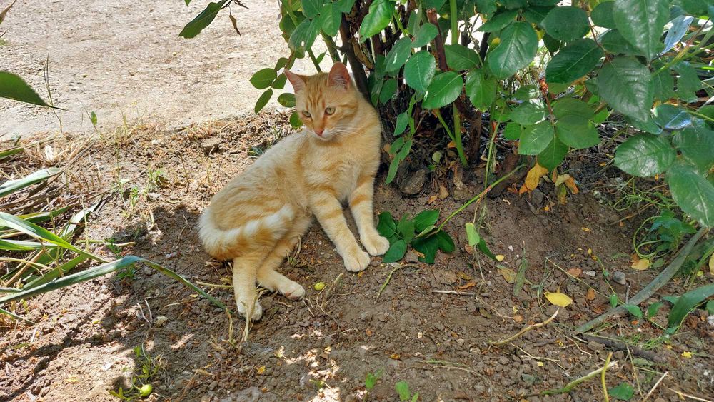Adoptie pisica blândă și jucăușă la apartament.