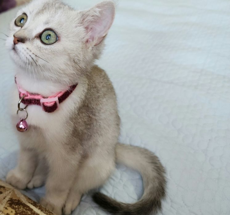 Британская шиншила