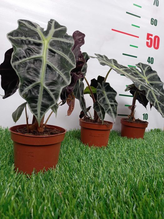 Большой ассортимент КОМНАТНЫХ РАСТЕНИЙ