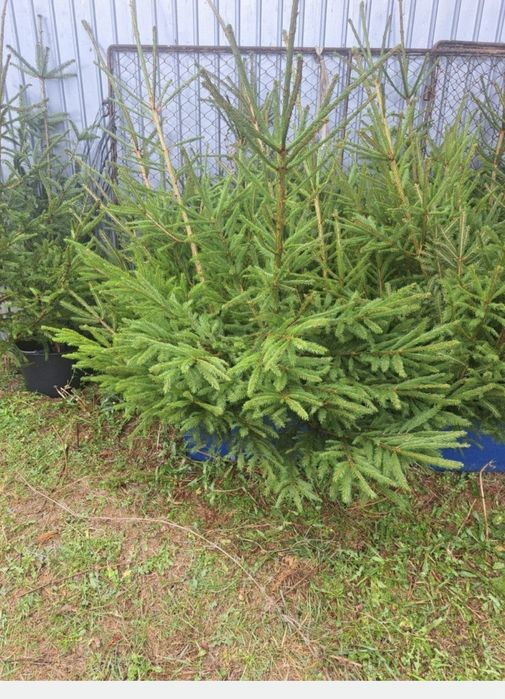 Vând brazi pentru evenimente (nunta)