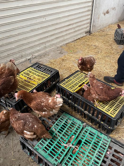 Продавам кокошки