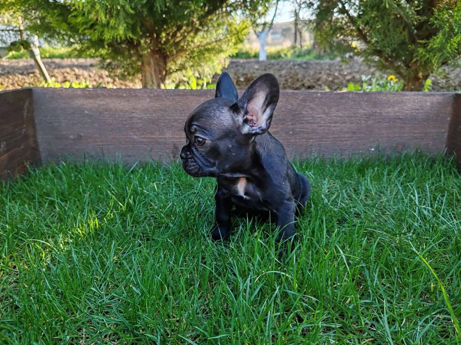 Френски  булдог ЖЕНСКО