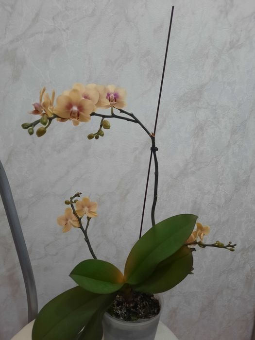 Продам Орхидею жёлтый цвет