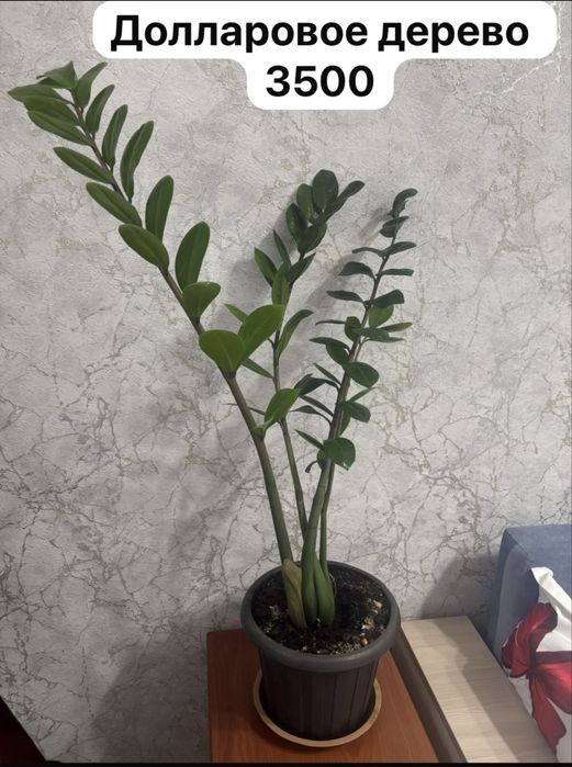 Продам комнатные цветы