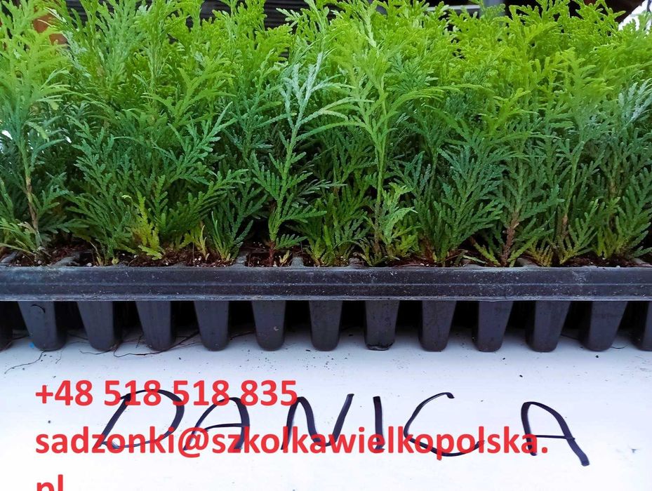 Tuia smarald, thuja smaragd 1,5 ani, tuia brabant gold 2 ani