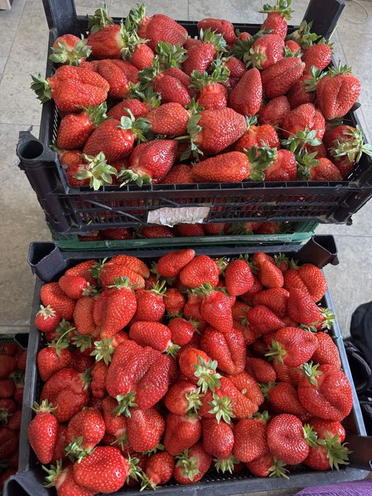 Stoloni capsuni soiul Asia si Clery.  1Ron/buc