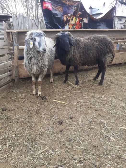 Vand doi berbeci , fiecare ade 2 ani . Pretul este de 1900 de lei buca