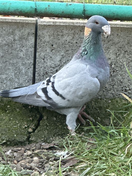 Porumbei voiajori Germani