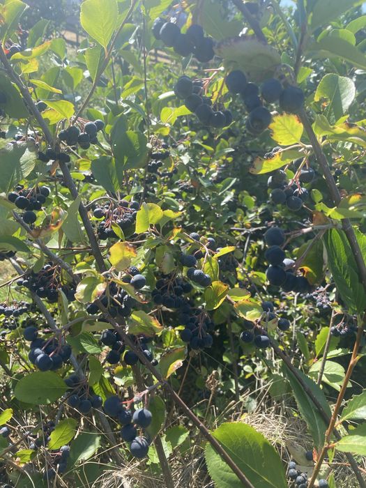 Aronia fruct sau suc