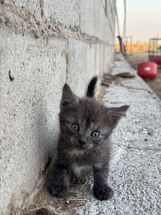 Котята бесплатно