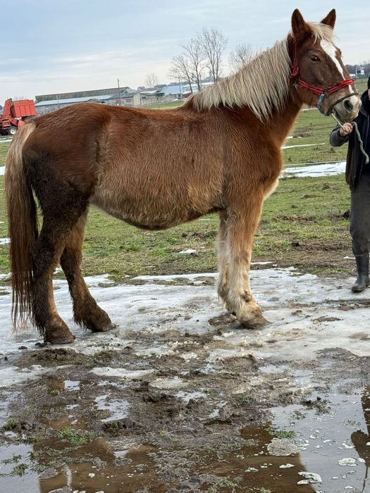 Vand iepe gestante manze