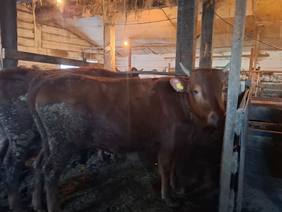 Семіз ұрғашы тайша сатылады