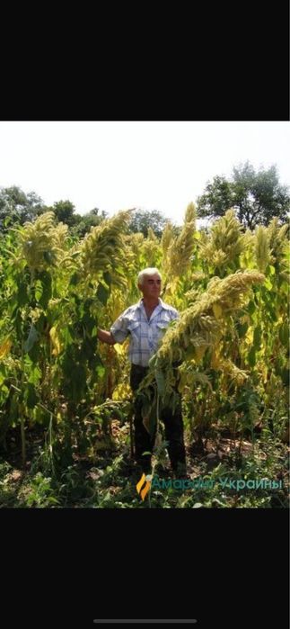 Семена амаранта  , сорт Харьковский и Гигант