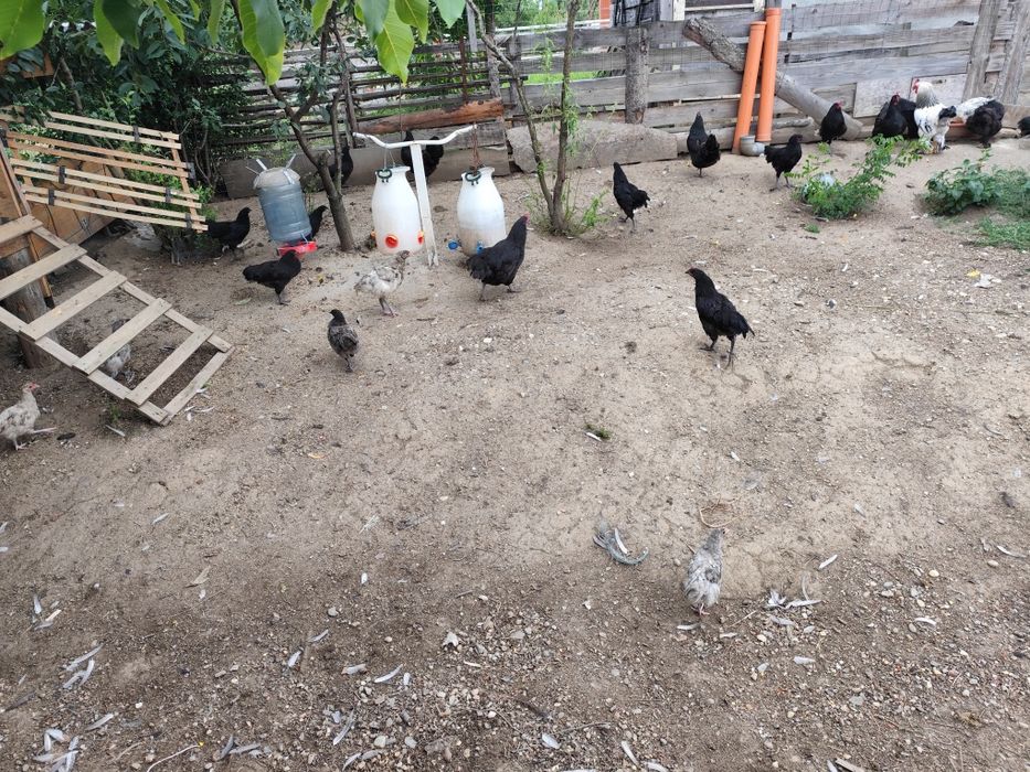 Vând găini Australorp