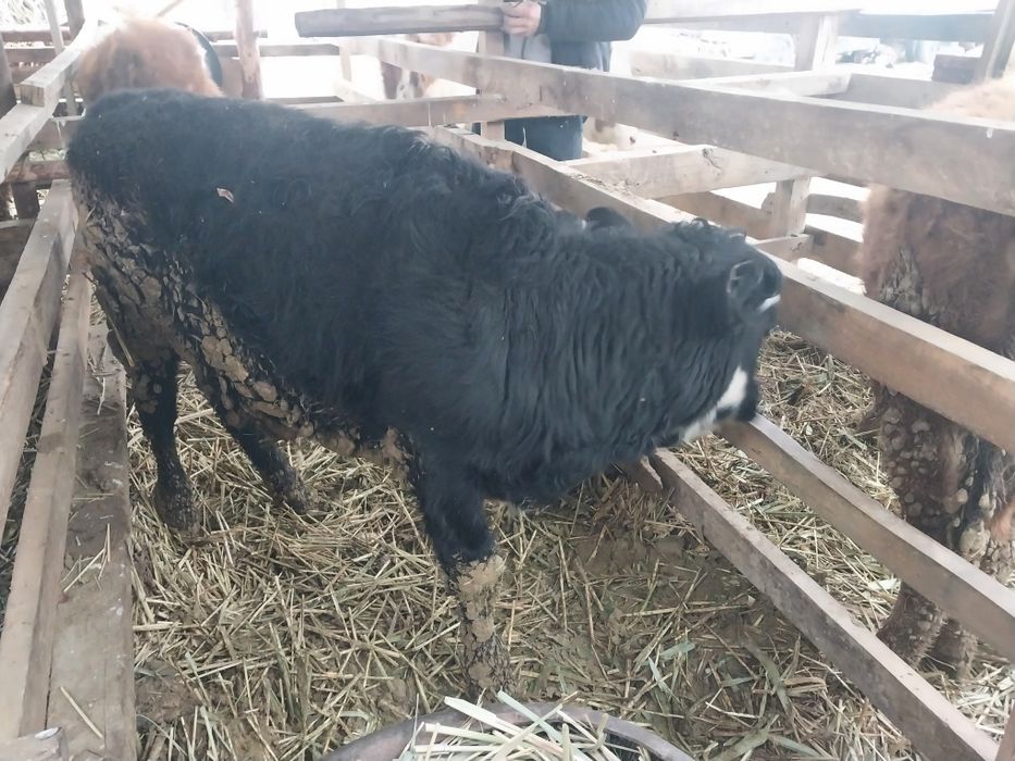 Баспақтар сатылады