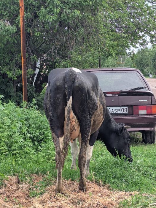 Продается корова