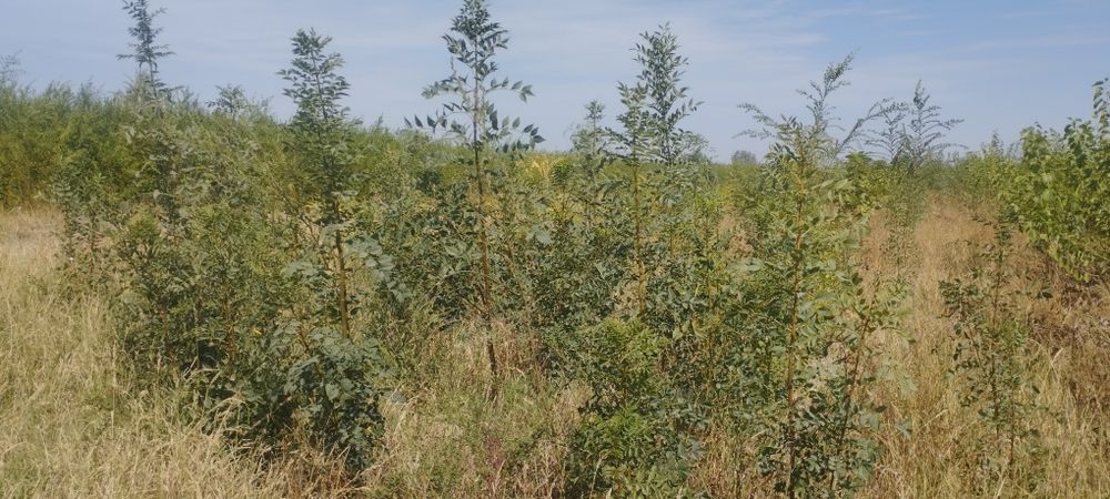 Gujum manzarali daraxtlar koʻchatlari sotiladi