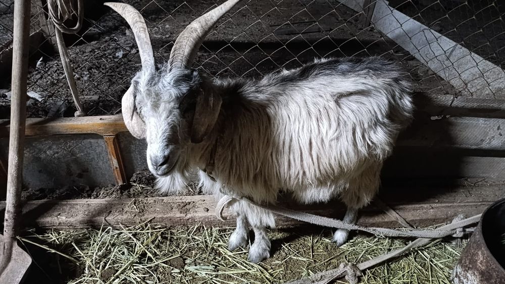 Ншкы заенински буаз