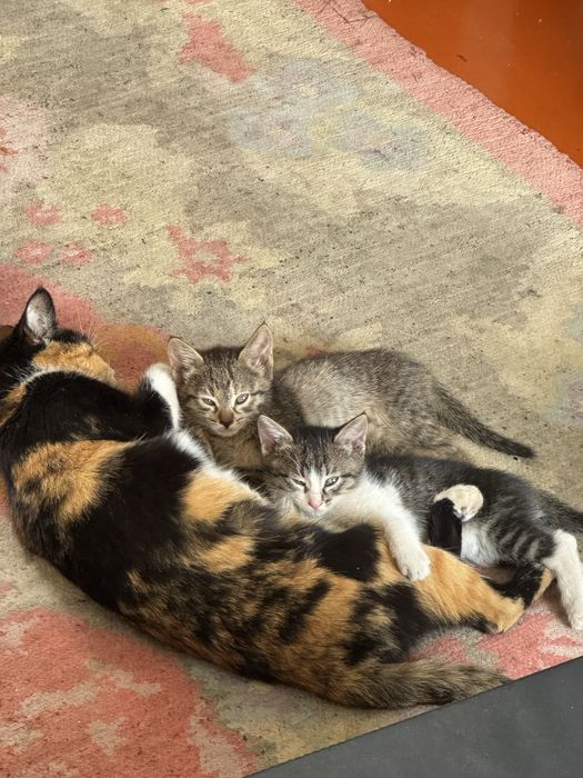 Отдам котят в добрые руки