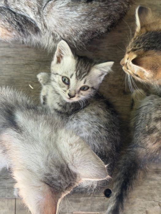 Котята. Бесплатно.