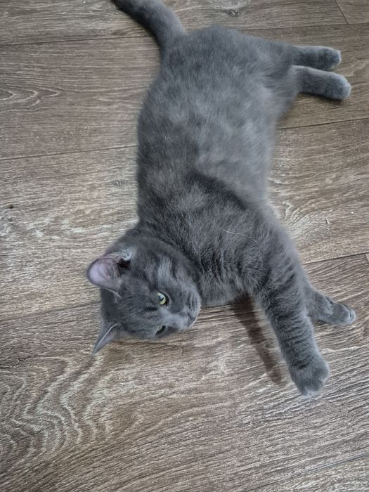 Отдам котят (мальчики )