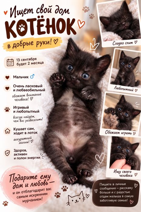 Котенок мальчик в добрые руки