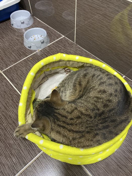 Отдам кота даром