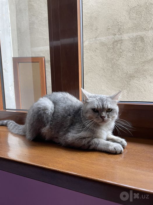 Brittish Shorthair Mushuk