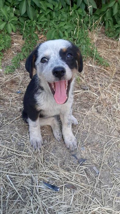 Пристраивается щенок , самка , около  2х месяцев.