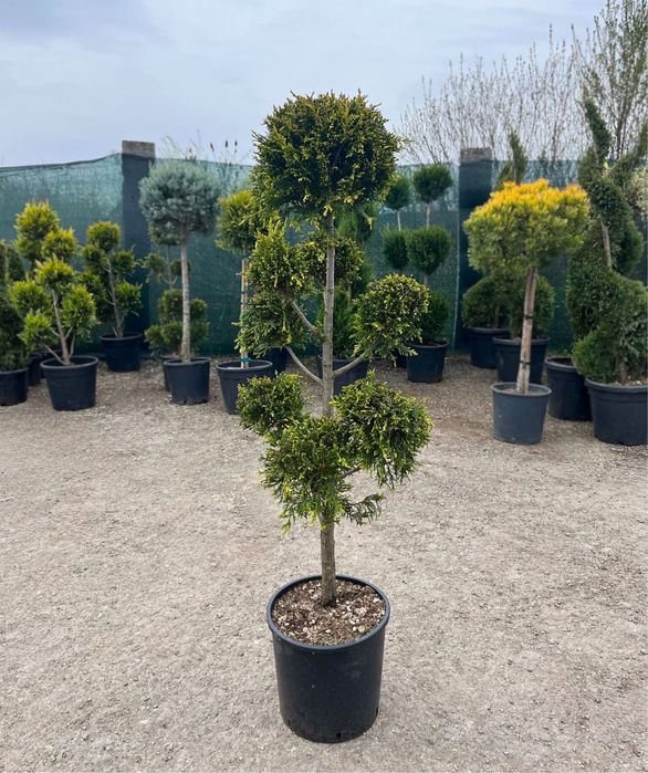 Plante ornamentale de vanzare