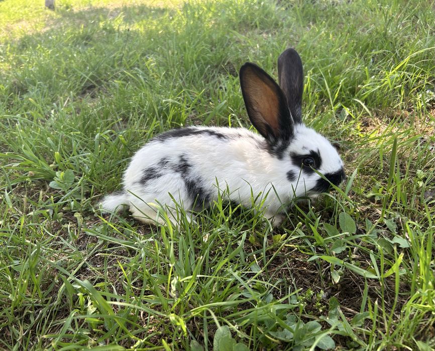Iepuri de vânzare-crescuți natural !