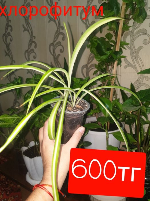 Продам комнатные растения