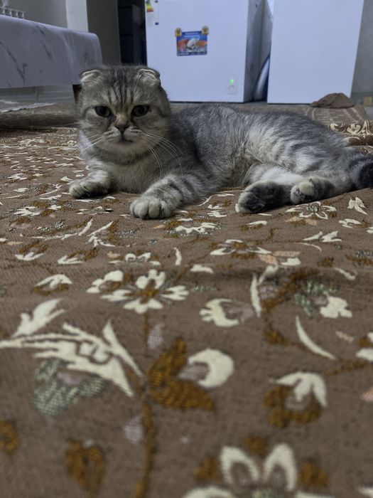 Отдам кошку породистую в хорошие руки