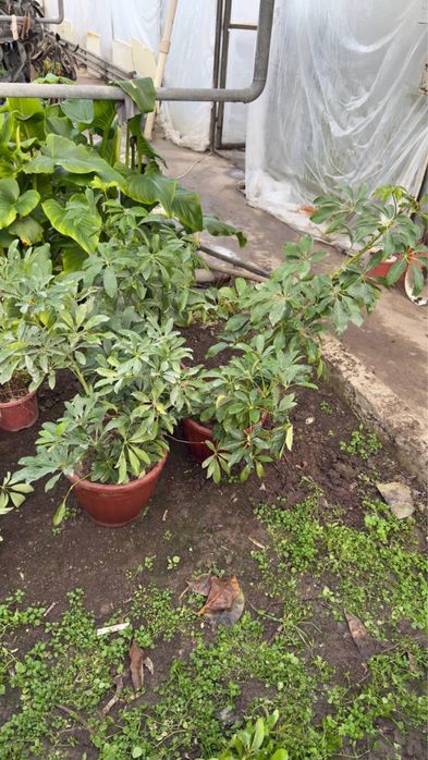 Fikus Kala Malochay Aloe Gullari sotiladi