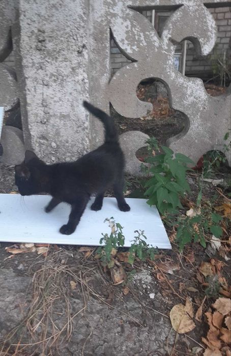 Отдам котенка в добрые руки