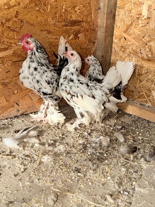 Familie 2+1 găinușe pitice