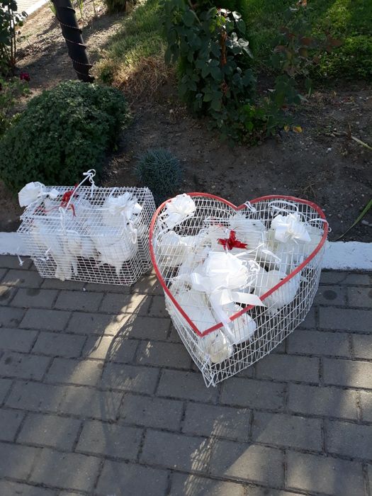 Porumbei pentru momente de vis