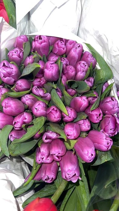 Продажа голландских тюльпанов