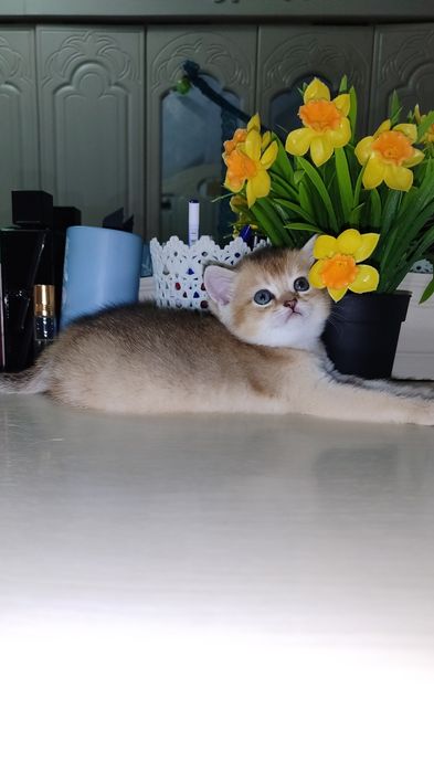 Шикарный котенок Золотой Тикированный мальчик Скоттиш Страйт