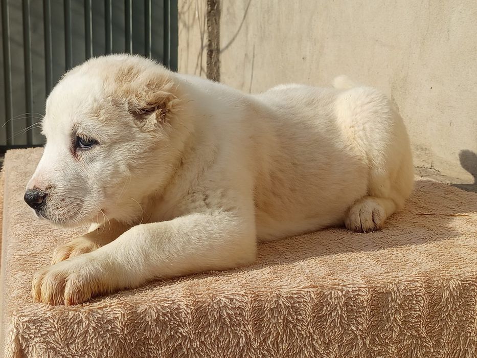 Щенки САО Алабай