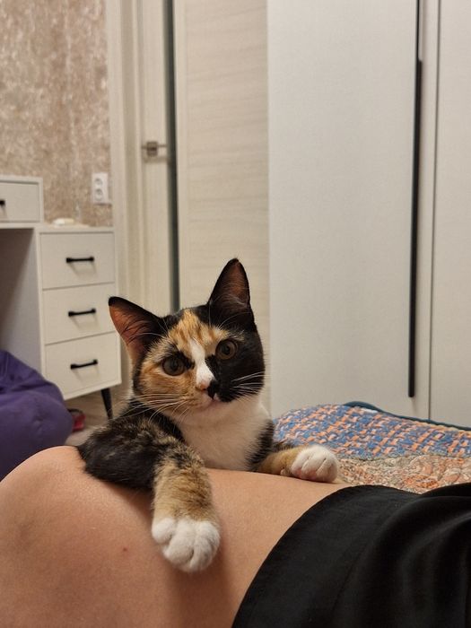 ОТДАМ кошку в добрые руки
