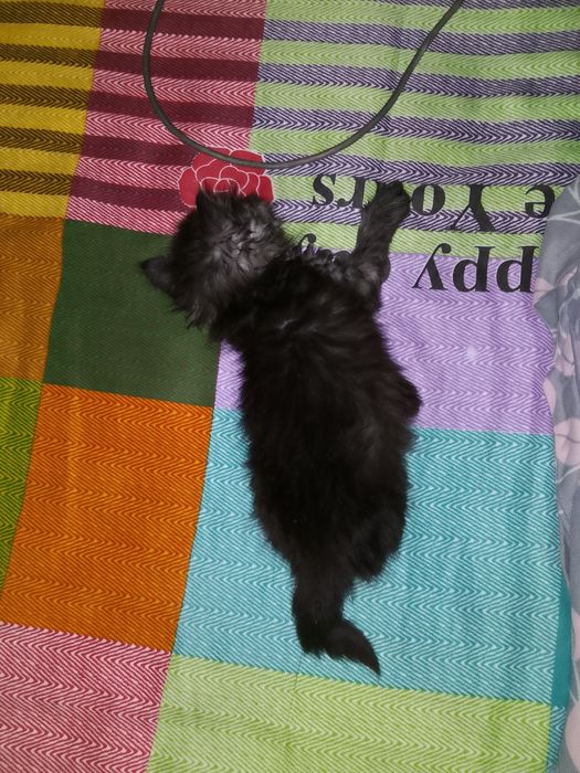 Отдам даром кошку