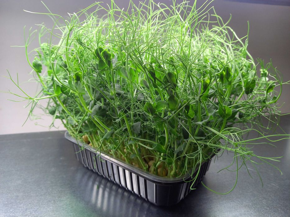 Семена для выращивания микрозелени