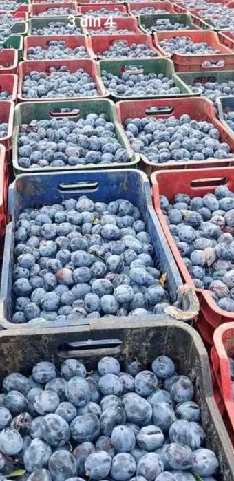 Prune naturale pentru țuică – aromă autentică și producție bogată